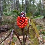 Arisaema serratum Fruit