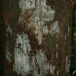 Lecythis idatimon Bark