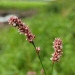 Persicaria maculosa Flower