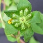 Melampodium perfoliatum Kvet