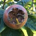 Crataegus germanica Fruit