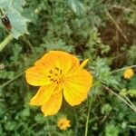 Cosmos sulphureus 花