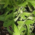 Crepis biennis Leaf
