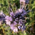 Phacelia tanacetifoliaफूल