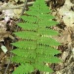 Dryopteris intermediaΦύλλο