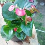 Begonia x semperflorensFlower