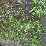 Pyrrosia piloselloides 整株植物