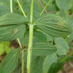 Hypericum tetrapterum Leaf