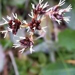 Luzula campestris Flower