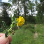 Medicago minima 葉