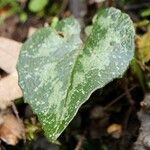 Cyclamen creticum Leaf