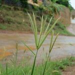 Enteropogon prieurii Flor