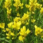 Genista sagittalis Flor