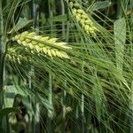 Hordeum vulgare Frukto