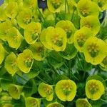 Euphorbia esulaFlor