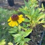 Helenium flexuosum फूल