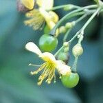 Talinum paniculatum 花