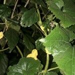 Benincasa hispida Lehti