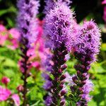 Liatris spicata 花