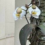 Phalaenopsis amabilis Цвят
