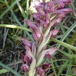 Anacamptis coriophora Květ