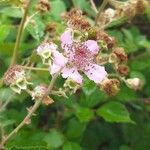 Rubus ulmifolius Flower