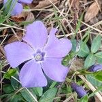Vinca minorBlüte