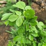 Allophylus rubifolius Leaf