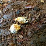 Bobgunnia fistuloides Flor