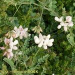 Coronilla viminalis Hábito