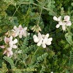 Coronilla viminalis Buveinė