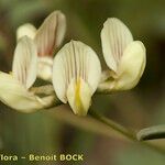 Hippocrepis ciliata Kvet