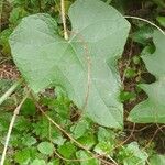 Sechium edule Φύλλο