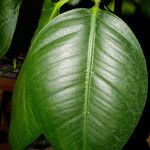 Ficus elastica Folha