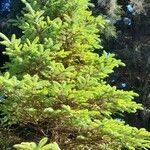 Picea sitchensis Yeri