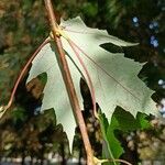 Acer × freemanii পাতা