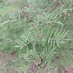 Sorbaria tomentosa Blad