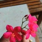 Jatropha integerrima Flower