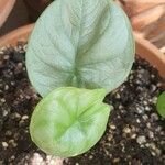Alocasia baginda Лист