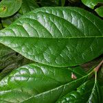 Calycanthus floridus Foglia