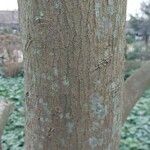 Acer sieboldianum Bark