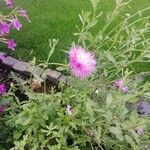 Centaurea scabiosaFlower