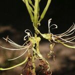 Bauhinia ungulata Plod