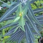 Euphorbia lathyris Цветок