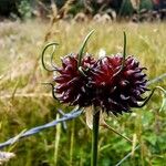 Allium vinealeFleur