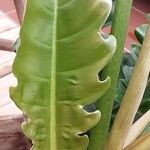 Philodendron bipennifolium Blatt