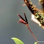 Bulbophyllum lophoglottis Hábito