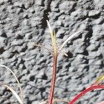 Epilobium montanum Meyve