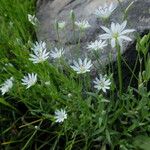 Stellaria longipes عادت داشتن