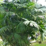 Carludovica palmata 葉